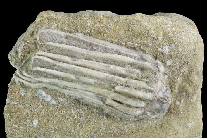 Bargain, Crinoid (Macrocrinus) Fossil - Crawfordsville, Indiana #94453